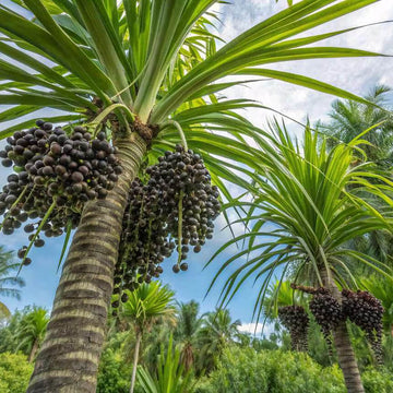 Brazilian Acai Seeds - Fruit Plant
