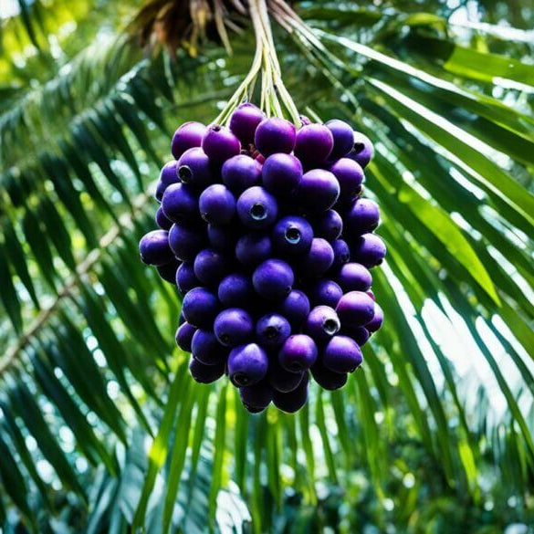 Brazilian Acai Seeds - Fruit Plant
