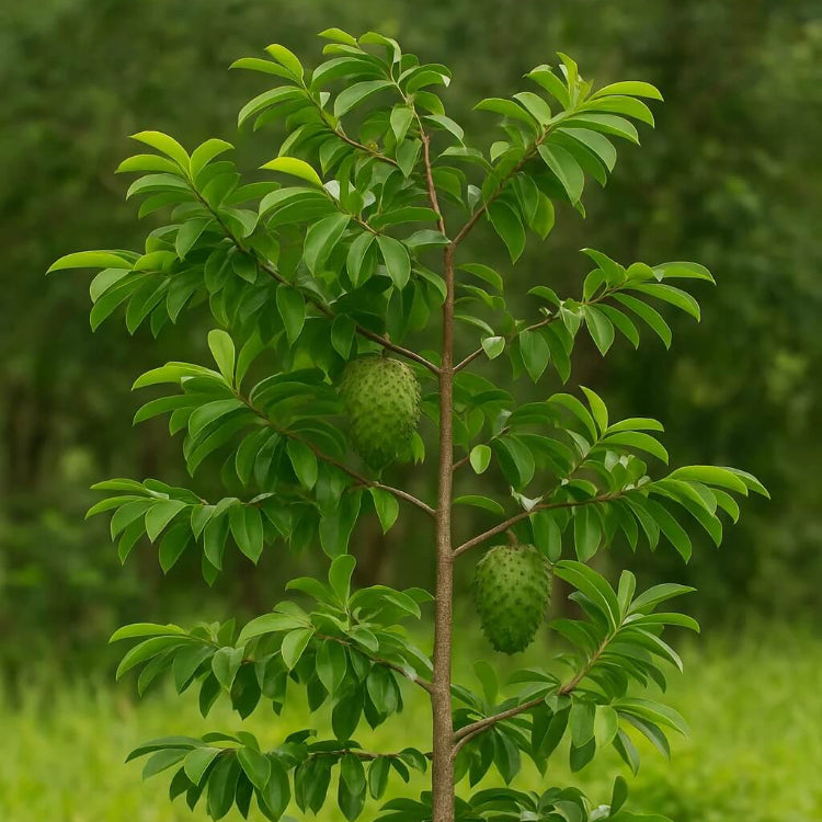 Brazilian Paw Paw Seeds - Fruit Plant
