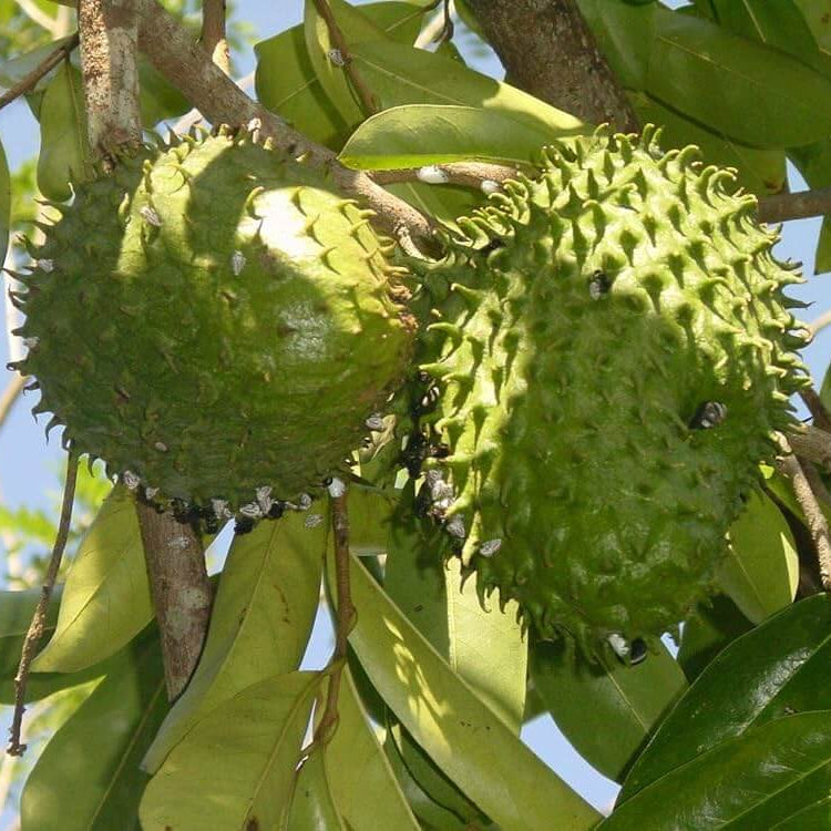 Brazilian Paw Paw Seeds - Fruit Plant