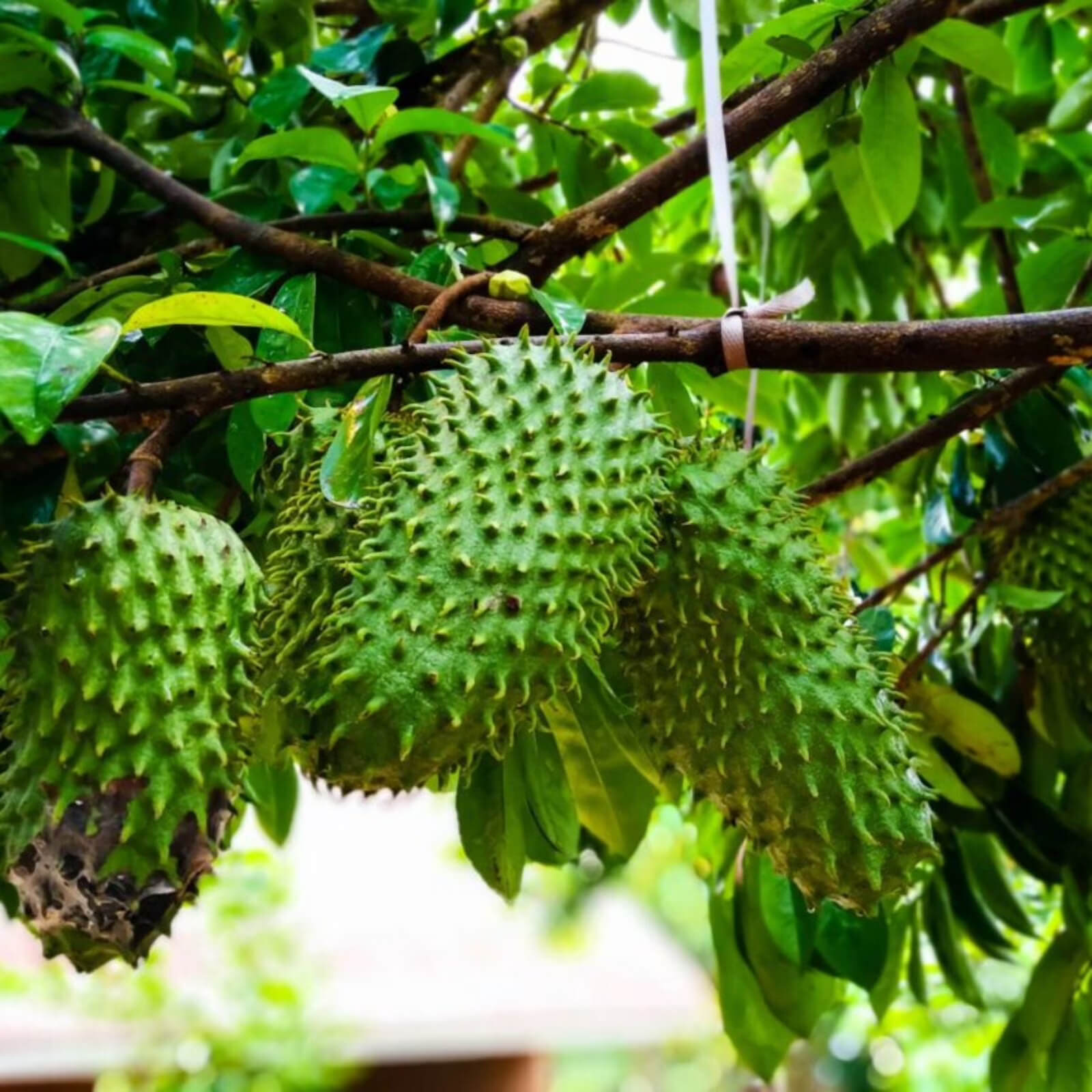 Brazilian Paw Paw Seeds - Fruit Plant