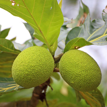 Bread Seeds - Fruit Plant for Home Gardens