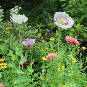 Breadseed Poppy Seeds - Flower Plant