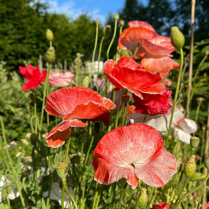 Breadseed Poppy Seeds - Flower Plant