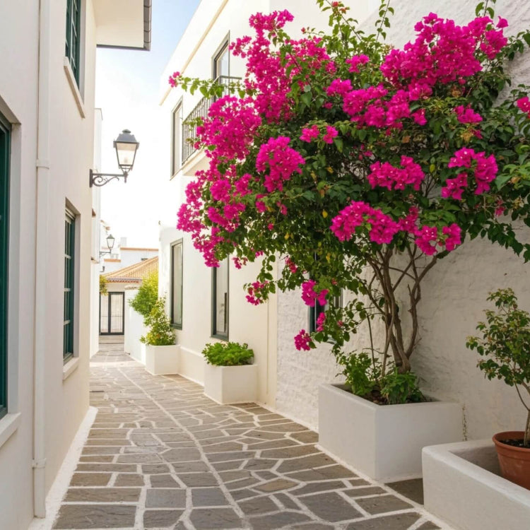 Brick Pink Bougainvillea Seeds - Flower Plant
