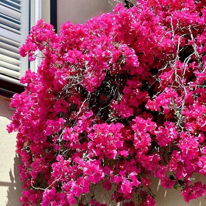 Brick Pink Bougainvillea Seeds - Flower Plant