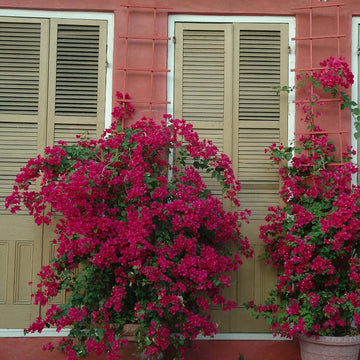 Brick Pink Bougainvillea Seeds - Flower Plant
