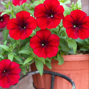 Petunia Seeds – Red Color