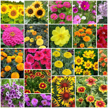 Bright Garden Flower Pack Seeds