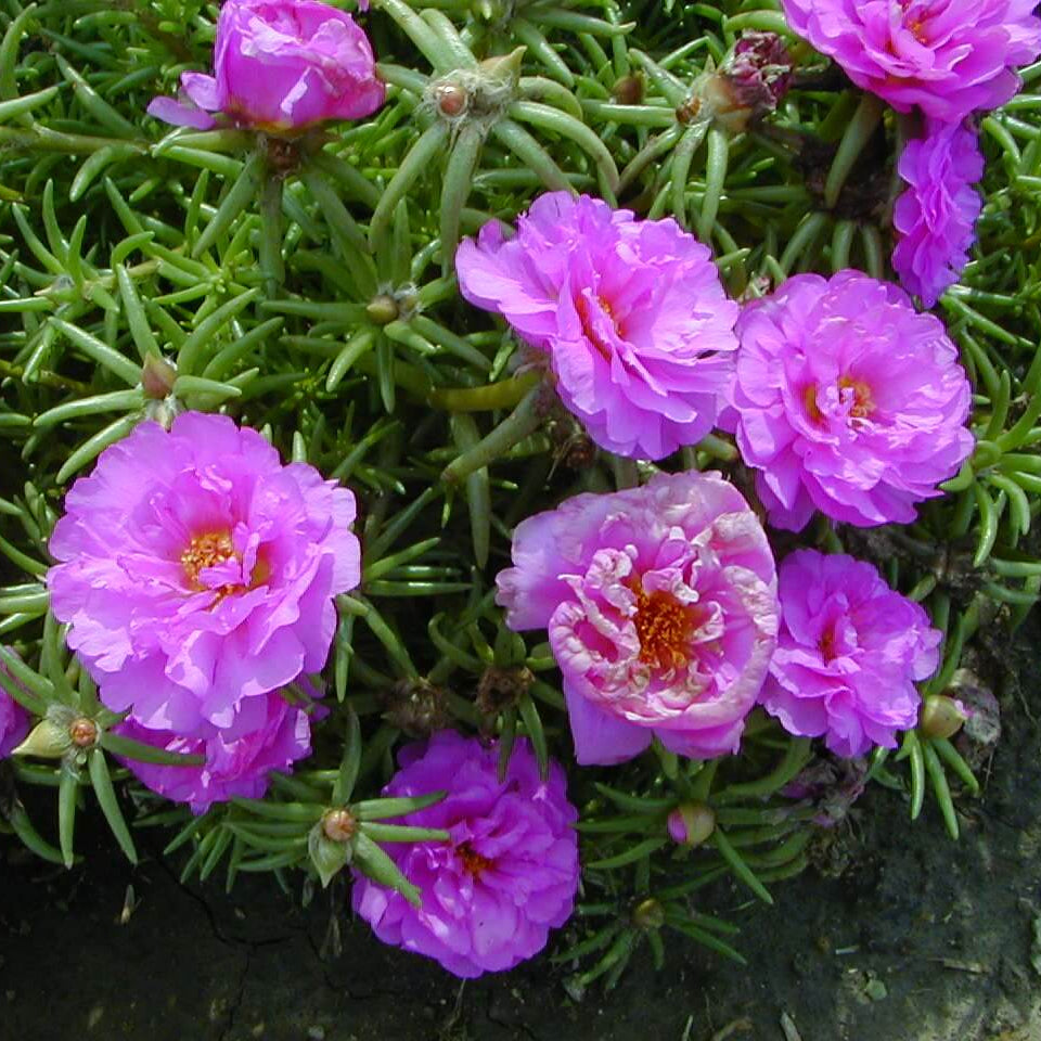 Bright Garden Flower Pack Seeds