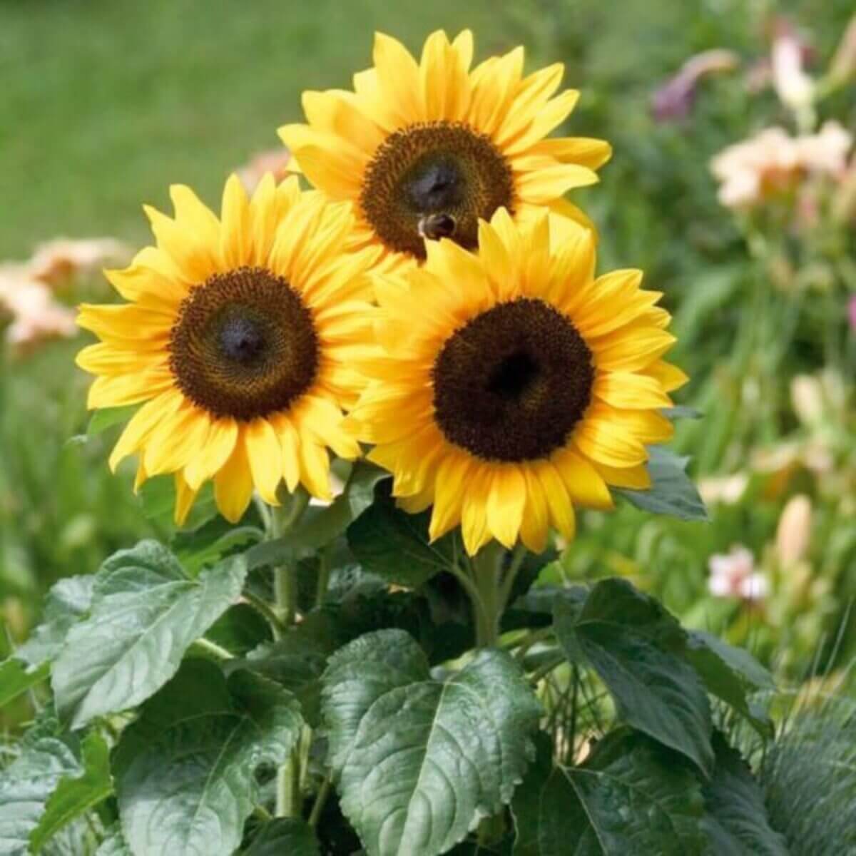 Bright Garden Flower Pack Seeds