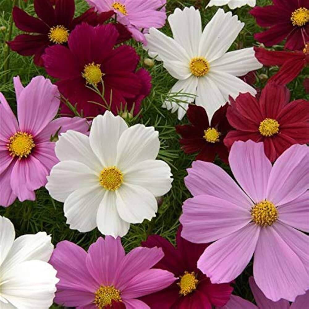 Bright Garden Flower Pack Seeds