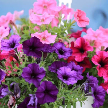 Bright Mexican Pansy  Seeds