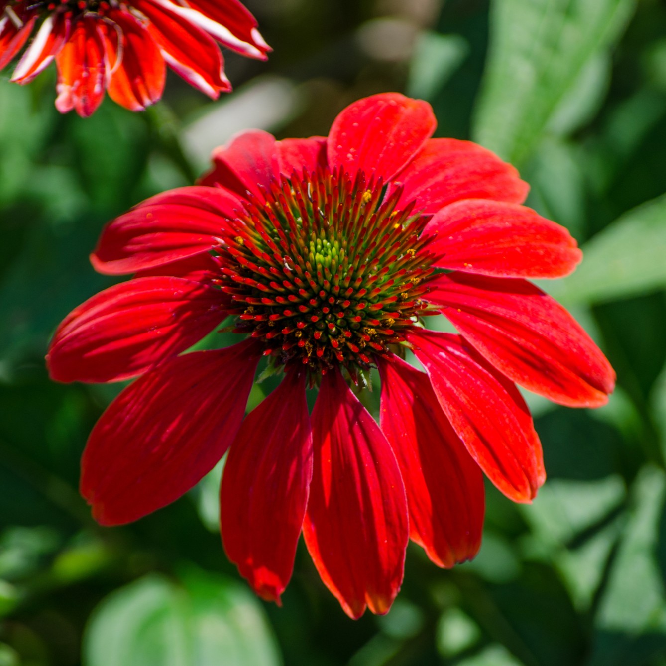 Bright Red Coneflower Seeds - Flower Plant