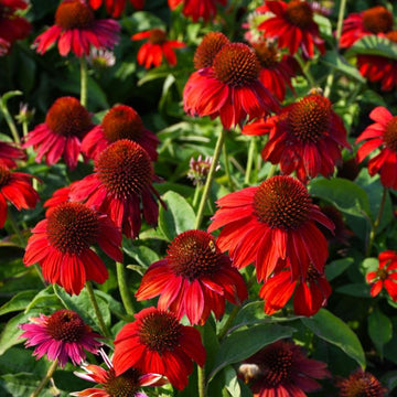 Bright Red Coneflower Seeds - Flower Plant