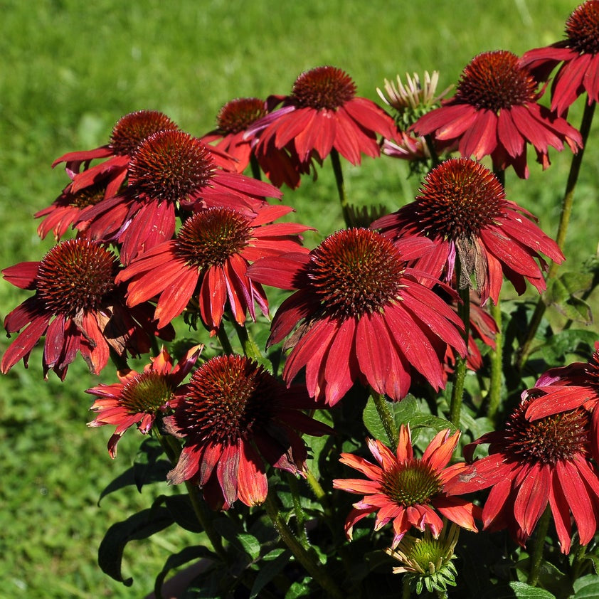 Bright Red Coneflower Seeds - Flower Plant