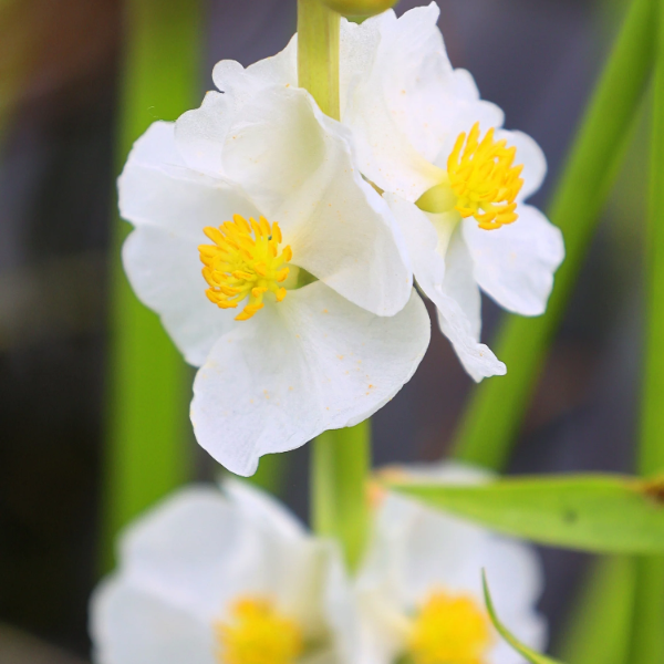 Broadleaf Arrowhead Seeds – Aquatic
