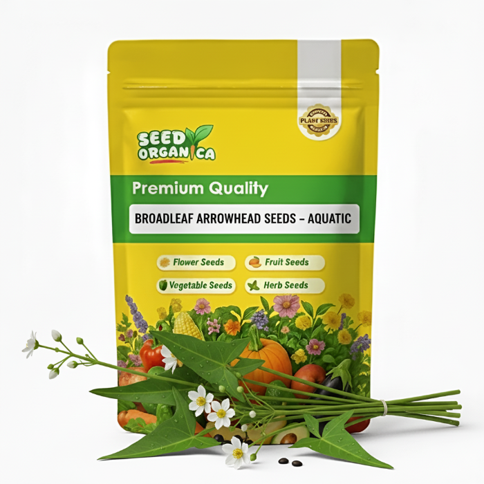 Broadleaf Arrowhead Seeds –  Aquatic