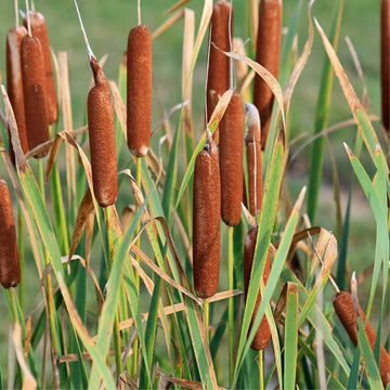 Broadleaf Cattail Seeds – Wetland

