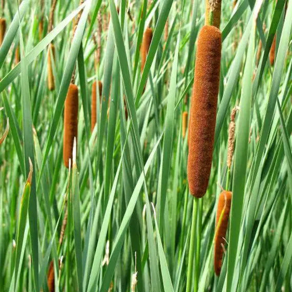 Broadleaf Cattail Seeds – Wetland
