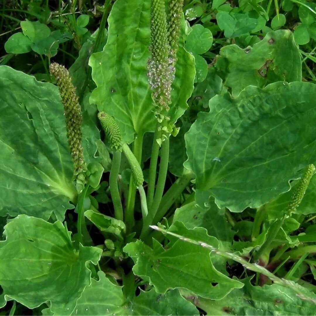 Contoh Broadleaf Broadleaf Plantain Seeds | Garden Herb Seeds