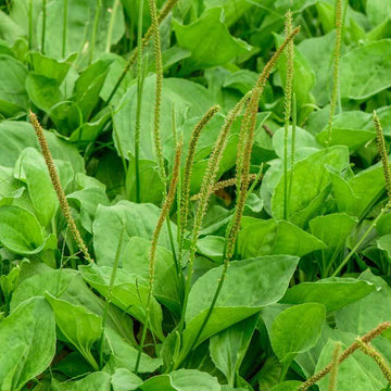 Broadleaf Plantain Seeds - Herbal Plant