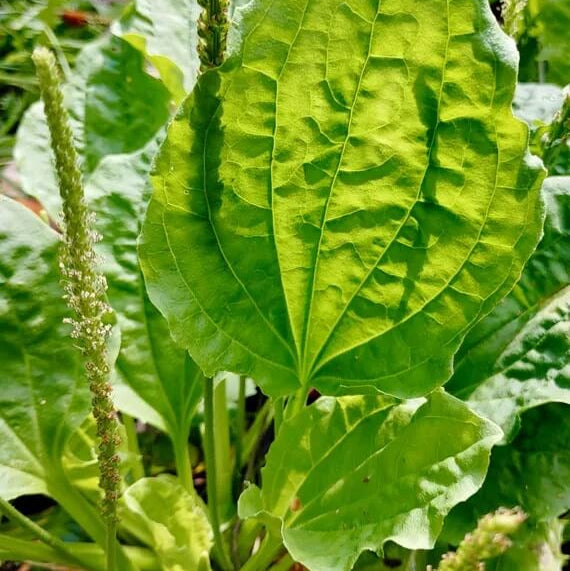 Broadleaf Plantain Seeds - Herbal Plant