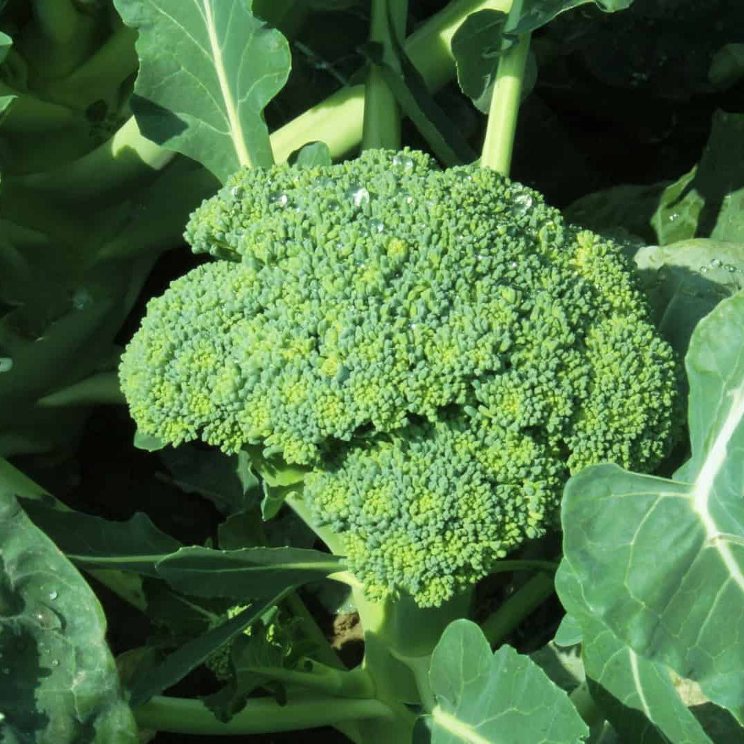 Broccoli Seeds – Brassica oleracea 