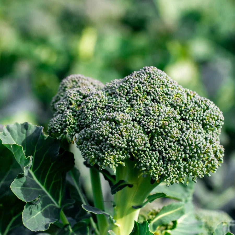 Broccoli Seeds – Gai Lan
