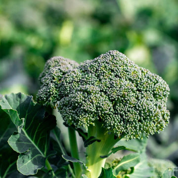 Broccoli Seeds – Gai Lan
