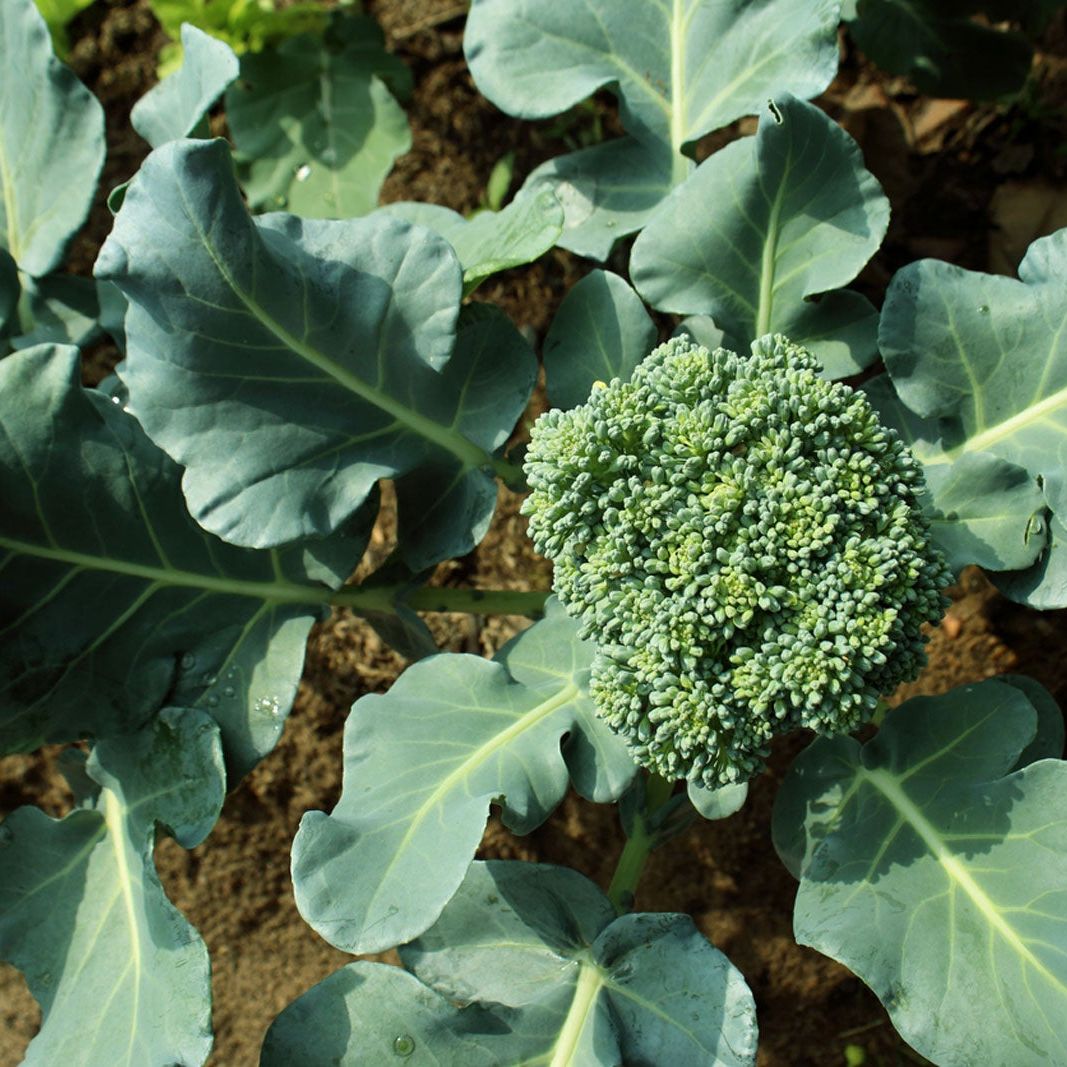 Broccoli Seeds – Gai Lan
