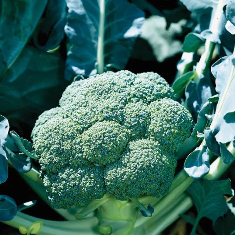 Broccoli Seeds – Organic
