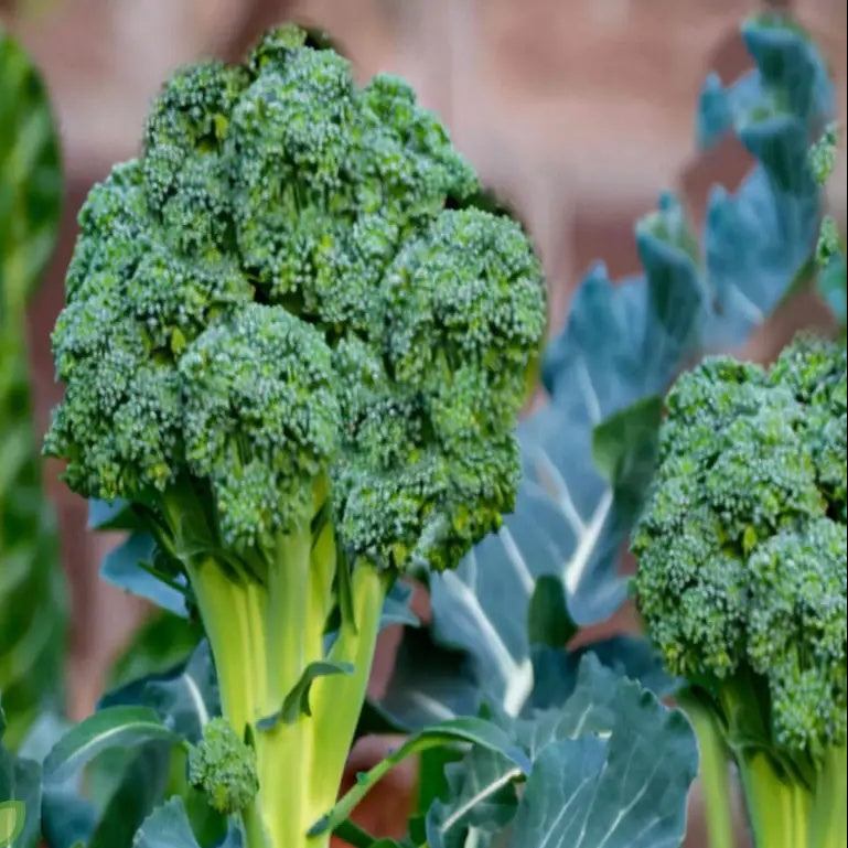 Broccoli Seeds – Organic
