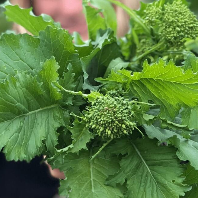 Broccoli Raab Seeds – Rapini