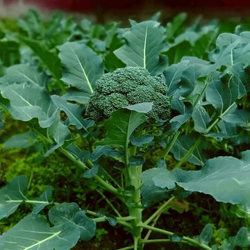 Broccoli Seeds - All In One For Home Gardens