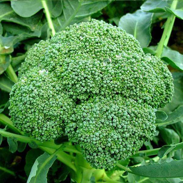 Broccoli Seeds - All In One For Home Gardens
