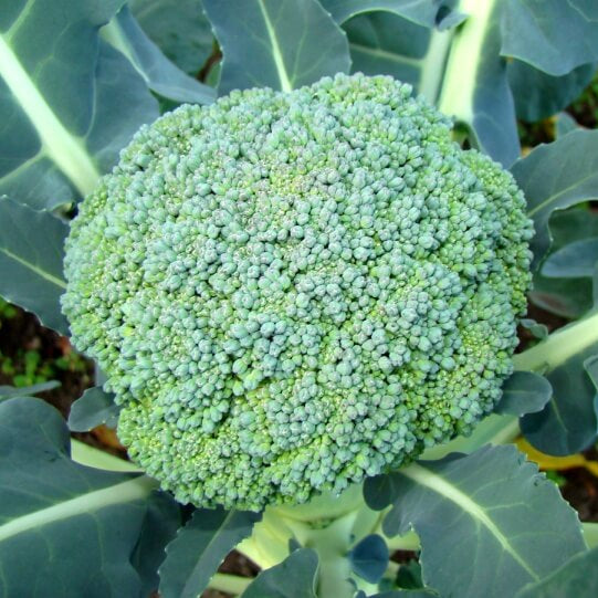 Broccoli Seeds – Brassica oleracea 