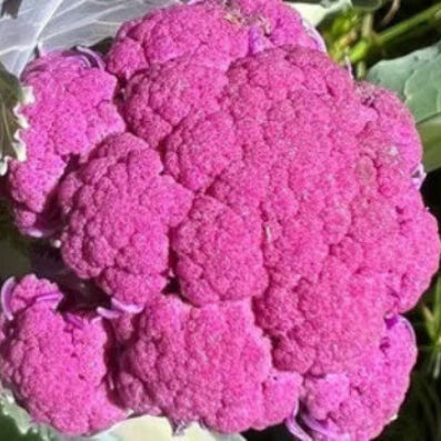 Broccoli Seeds – Pink