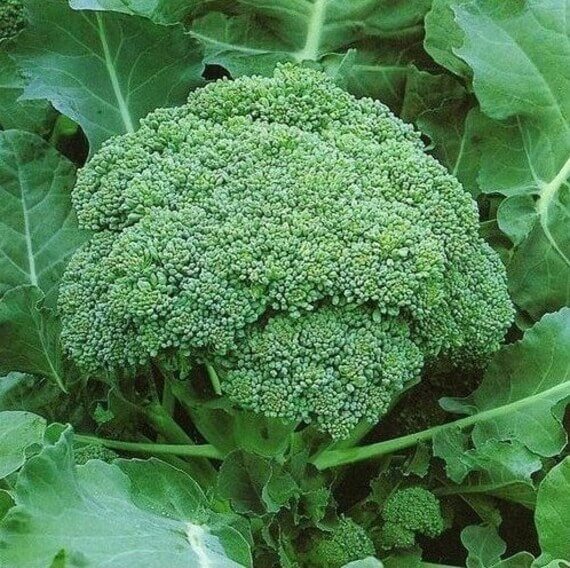 Broccoli Seeds – Brassica oleracea 