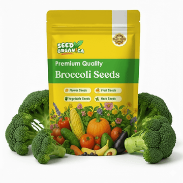 Broccoli Seeds – Gai Lan
