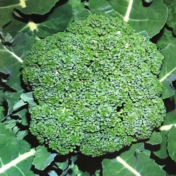 Broccoli Seeds – Organic
