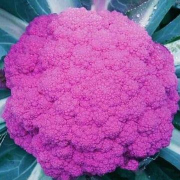 Broccoli Seeds – Pink