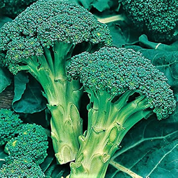 Broccoli Seeds – Standard
