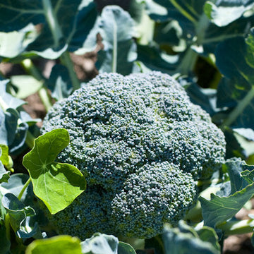 Broccoli Seeds – Standard
