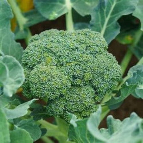 Broccoli Seeds – Standard
