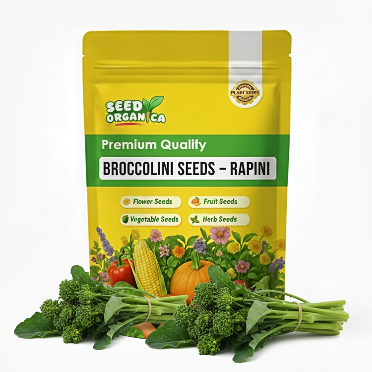 Broccolini Seeds – Rapini
