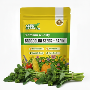 Broccolini Seeds – Rapini