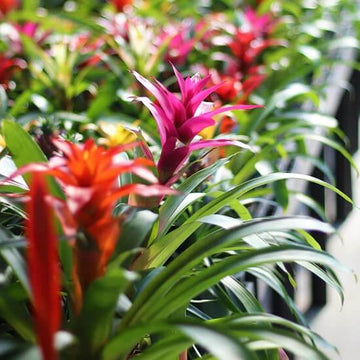 Bromeliad Seeds - Flower Plant for Home Gardens