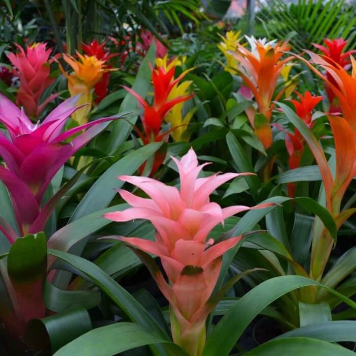 Bromeliad Seeds - Flower Plant for Home Gardens