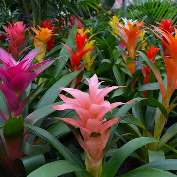 Bromeliad Seeds - Flower Plant for Home Gardens